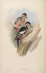 Picus cabanisi